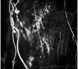 Black Tendrils 2010, Archival pigment print